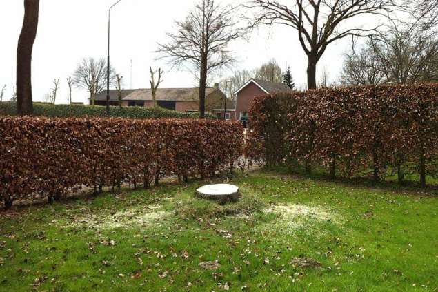 gat eind stobbe van lindeboom verwijderen met mini frees door A van Spelde hovenier bomen kappen uit Udenhout veilig werken op hoogtes